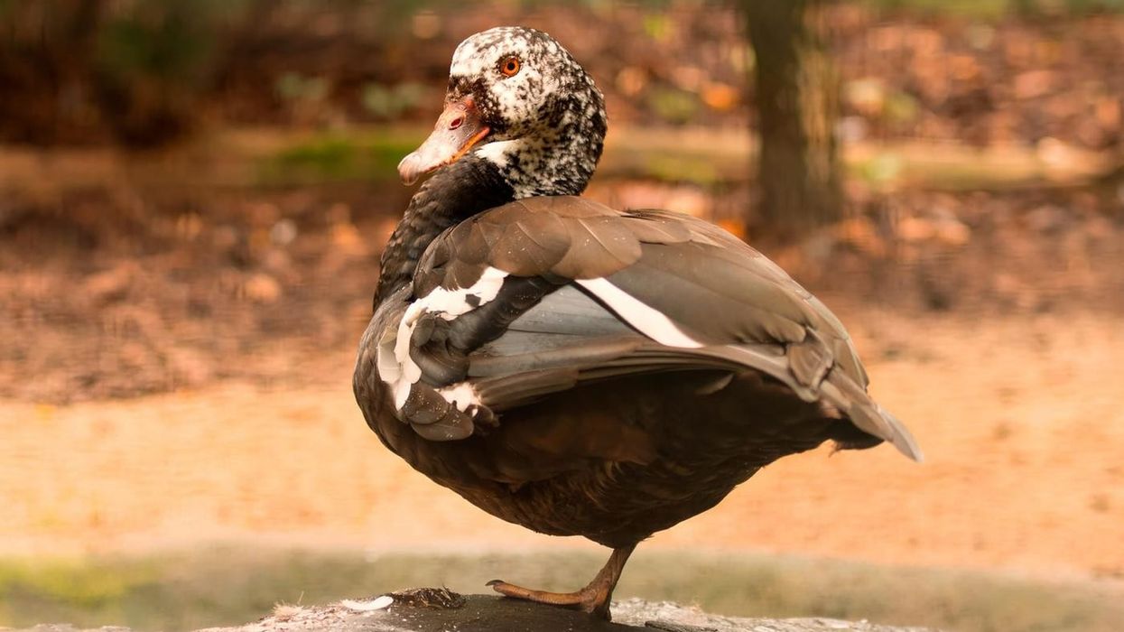Facts about white-winged ducks will captivate both parents and children!