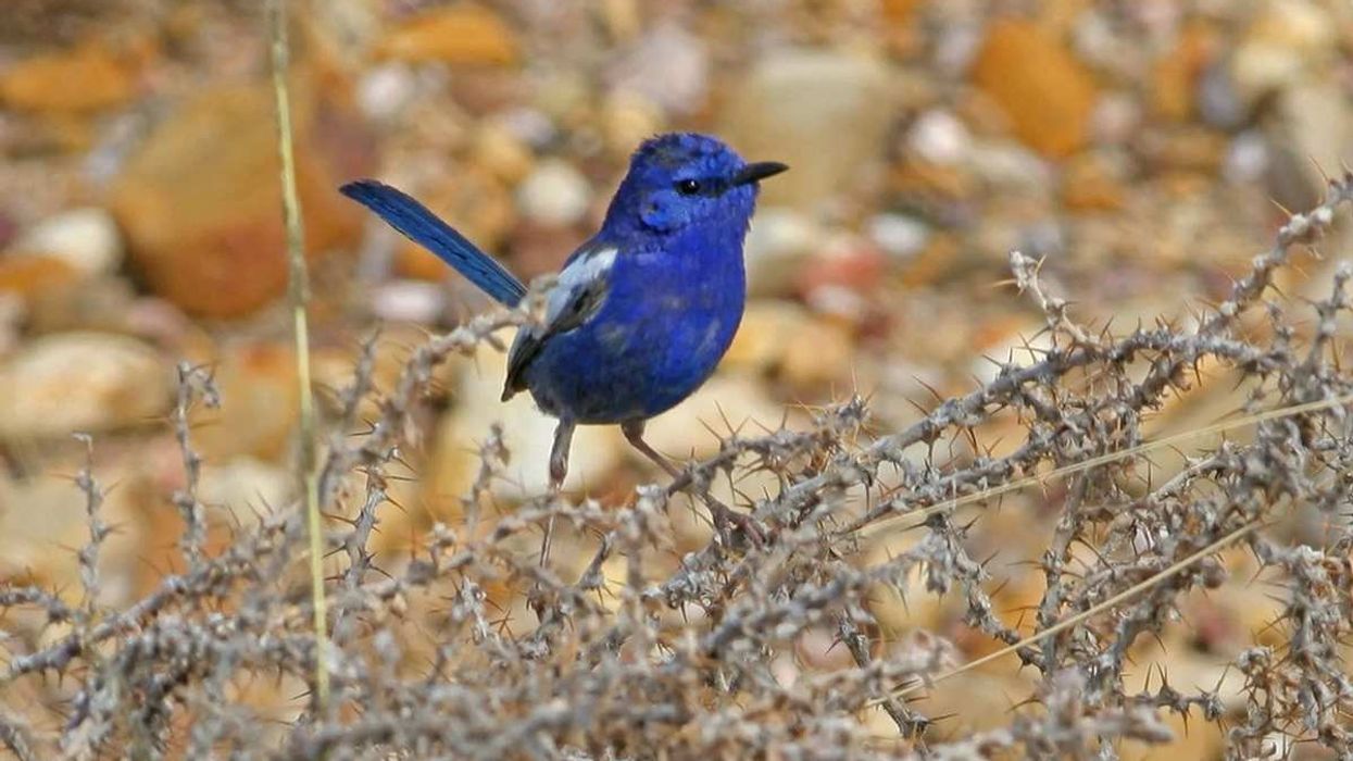 Facts about white-winged fairy-wrens will keep you interested.