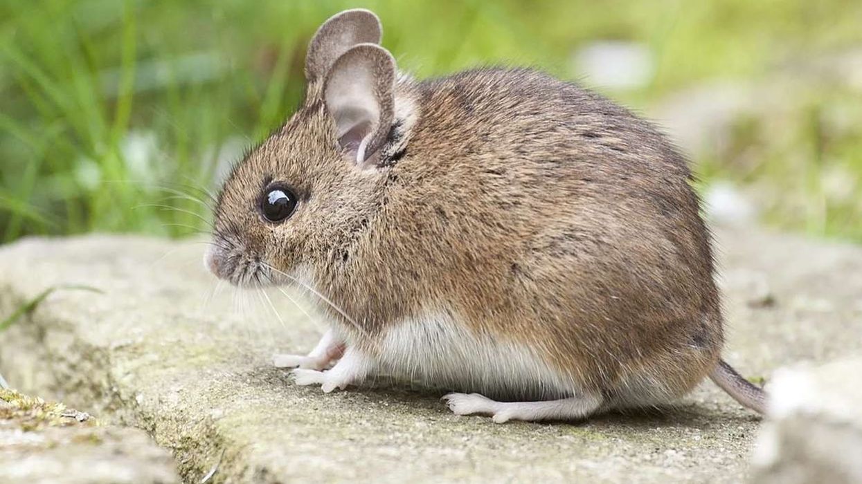 Facts about wood mice are entertaining to read.