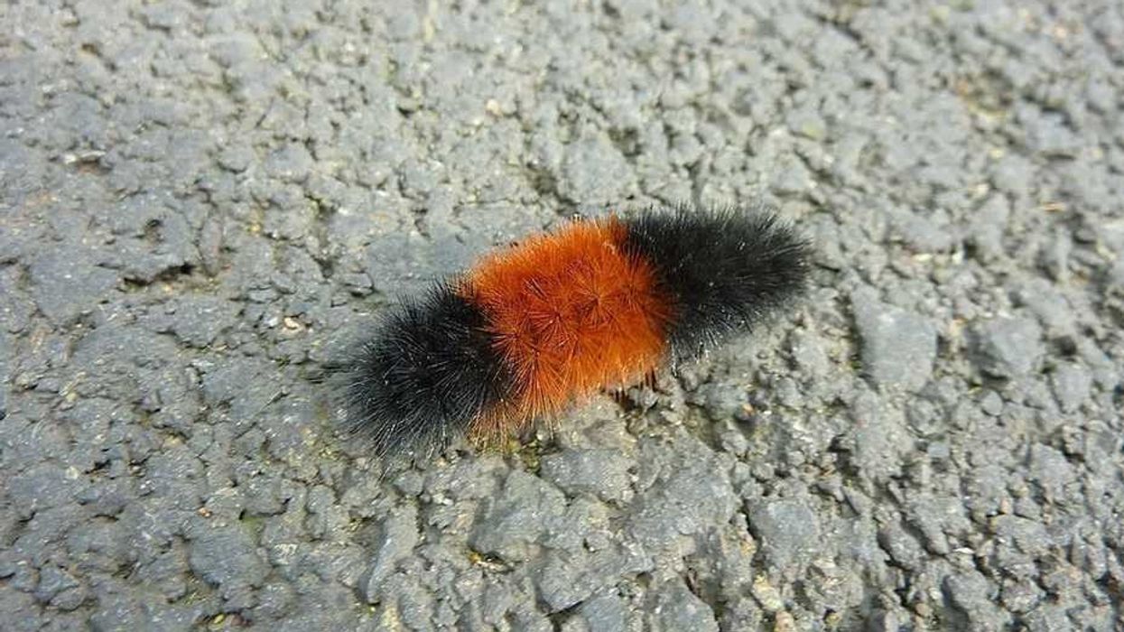 Facts about woolly bears will also include information about the Isabella tiger moth.