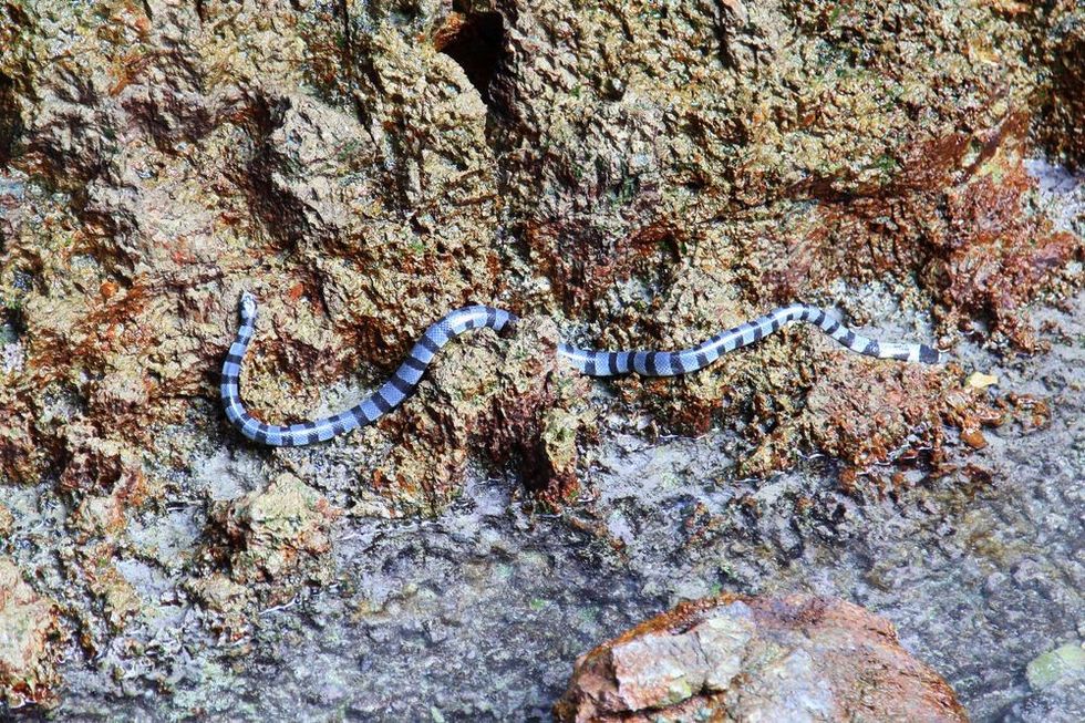Faint Banded Sea Snake