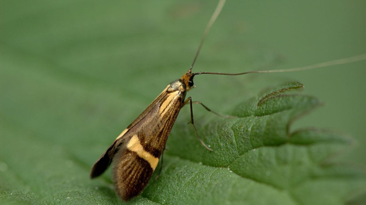 Fairy moth facts talk about the importance of flowers and the month of April in their lives.