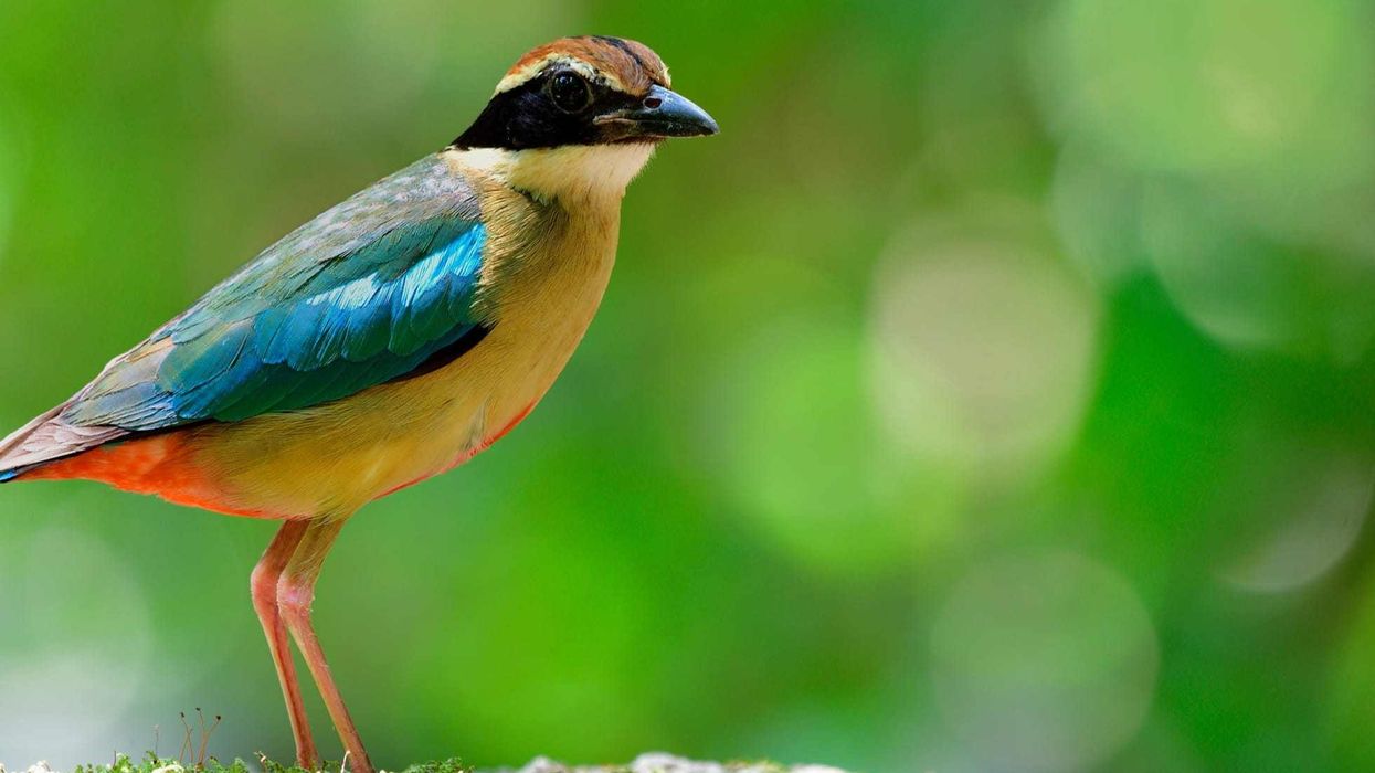 Fairy pitta facts are enjoyed by kids.