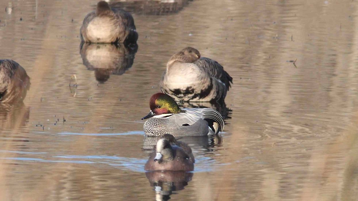 Falcated duck facts that will make you want to learn more.