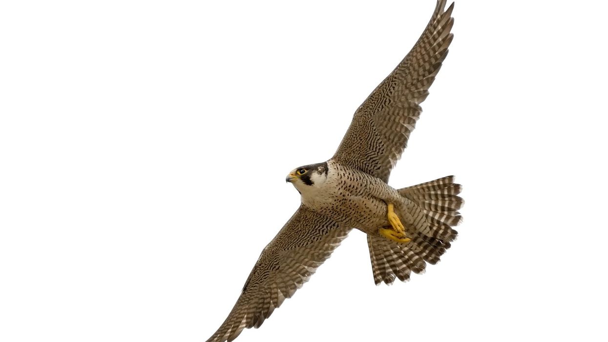 Falcon facts for kids to enjoy