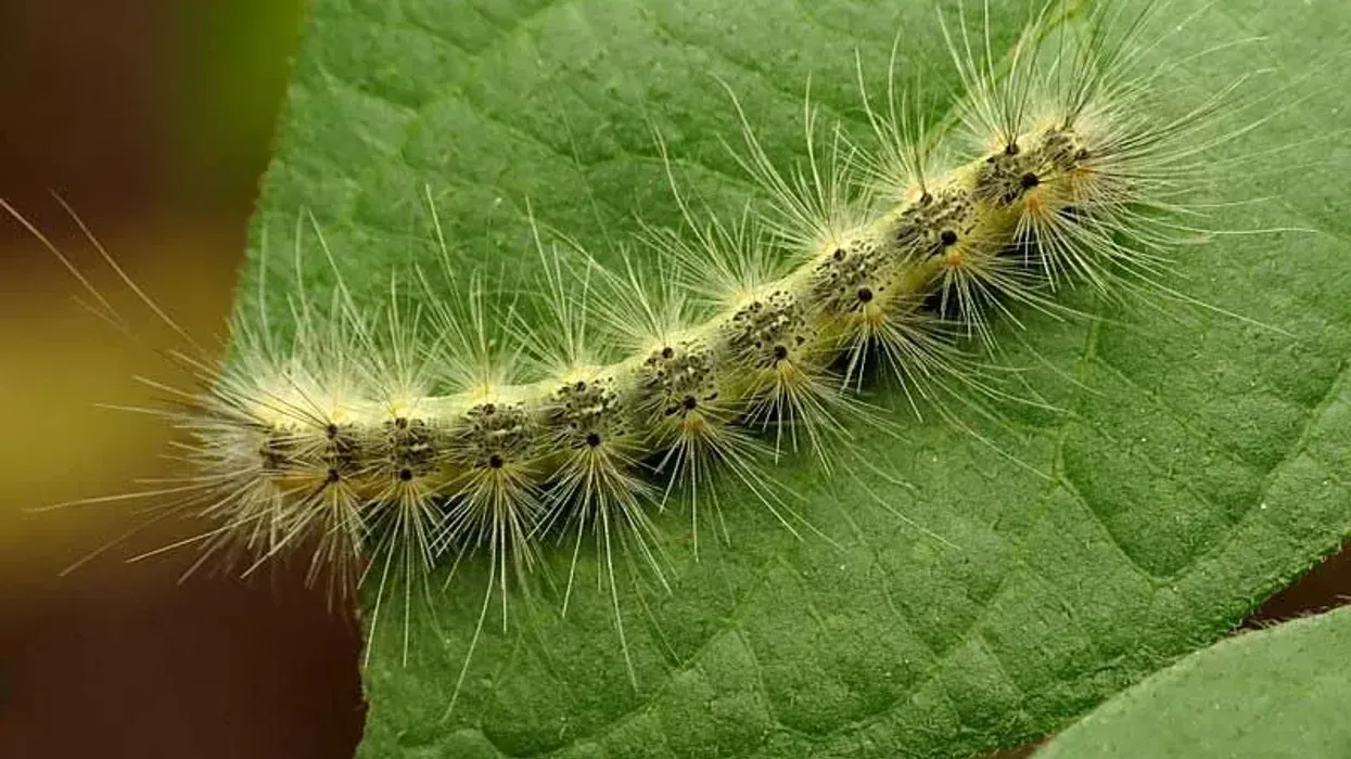 Fall webworm moth facts about the species that lays eggs on the undersides of leaves.