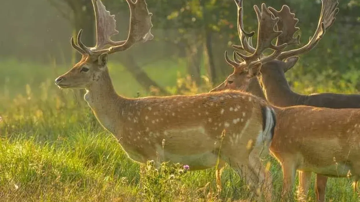 Fallow deer facts are interesting