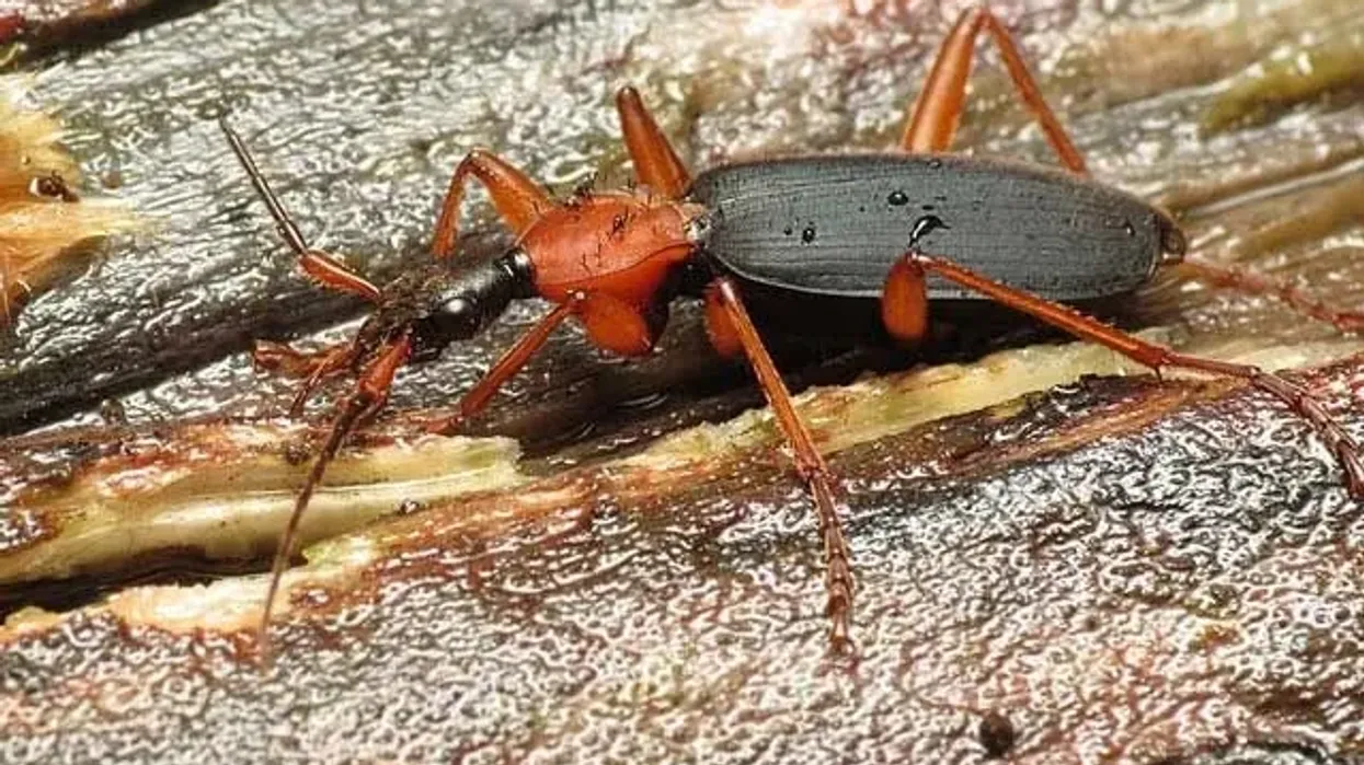 False bombardier beetle facts about the beetle from the genus Galerita