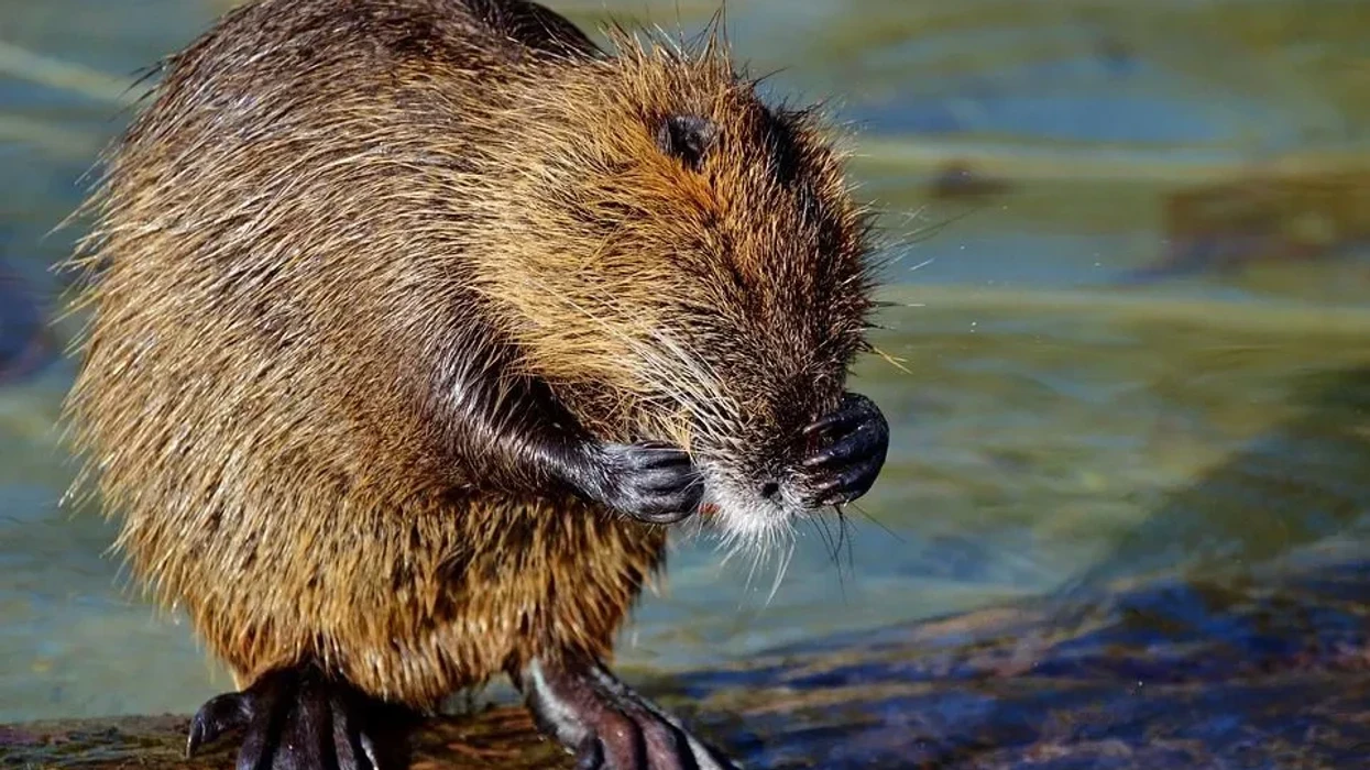 Fun False Water Rat Facts For Kids | Kidadl