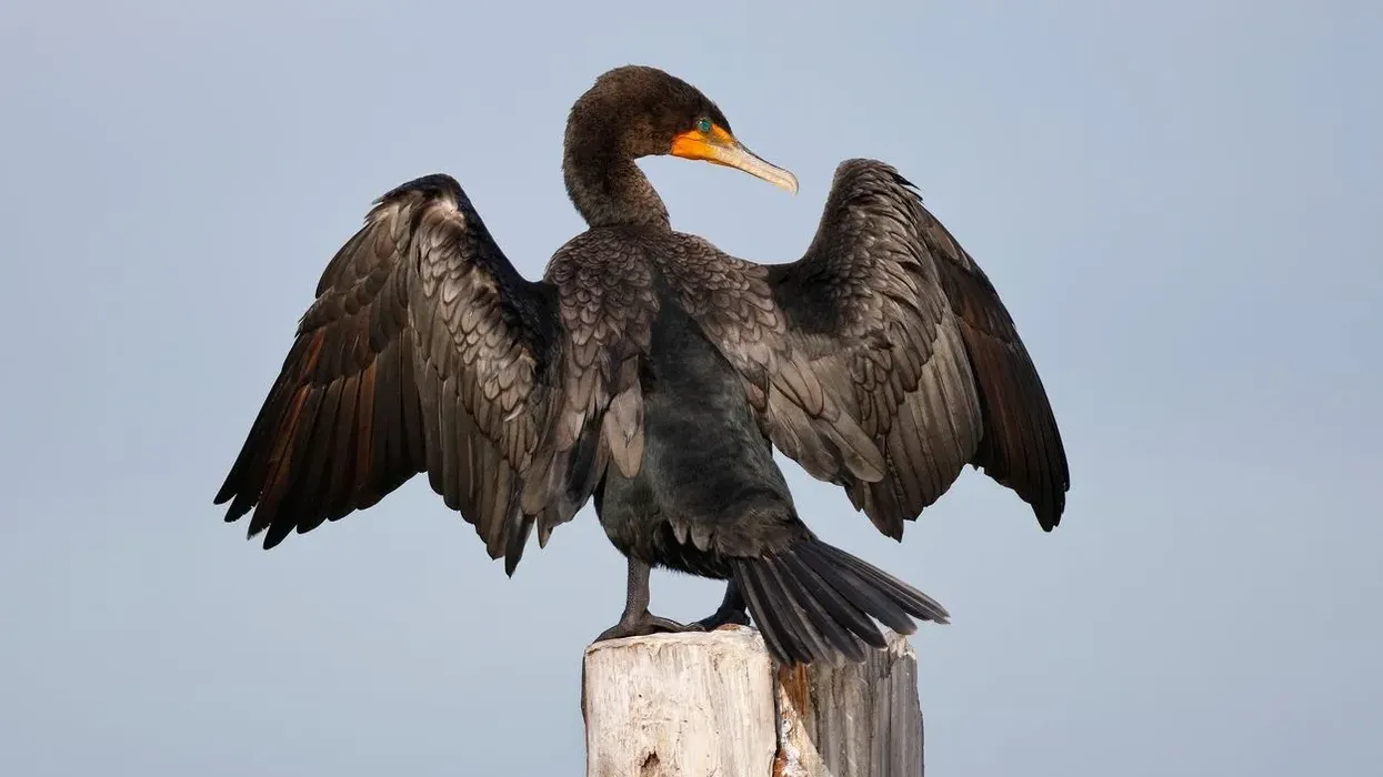 Famous double cormorant facts include that they build their nest near the lakeside.