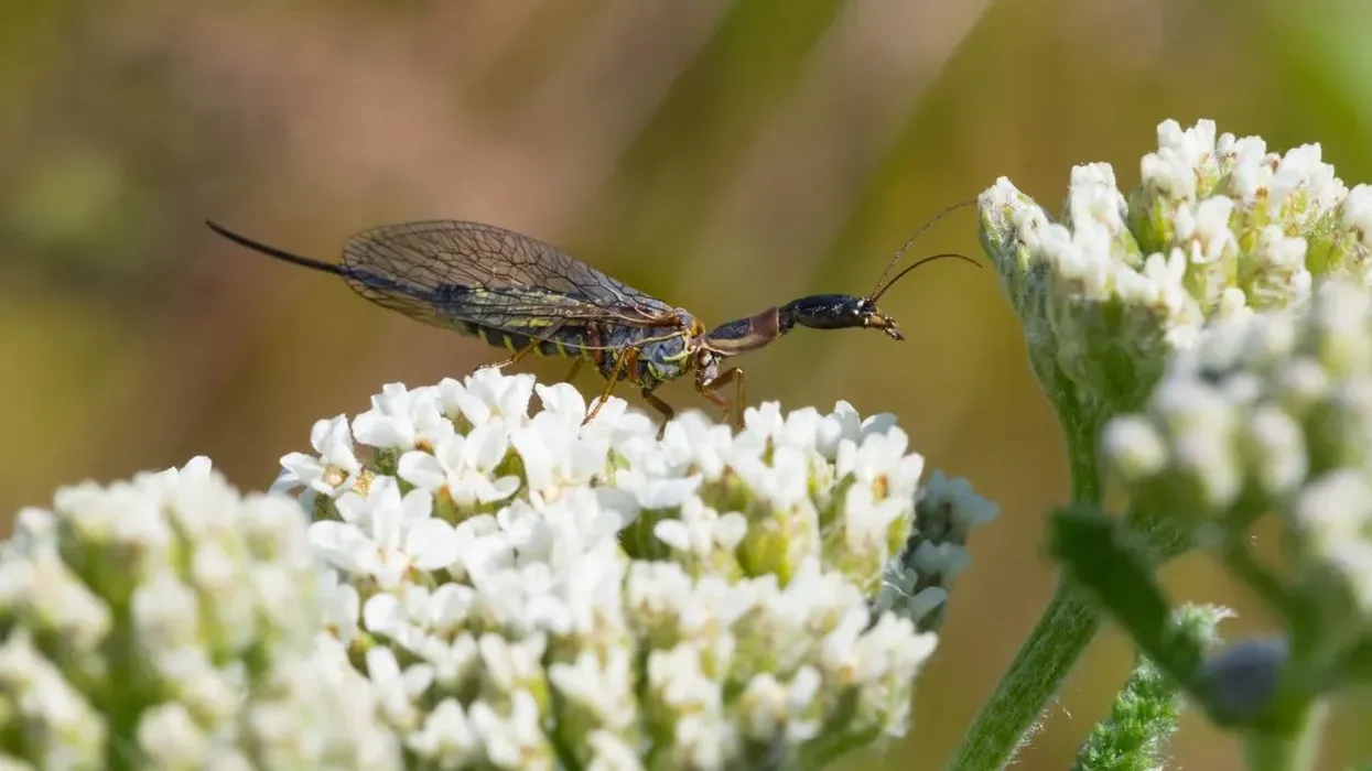 Famous snakefly facts include information on their long antennas.