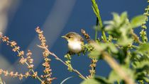 Fun Fan-tailed Warbler Facts For Kids | Kidadl