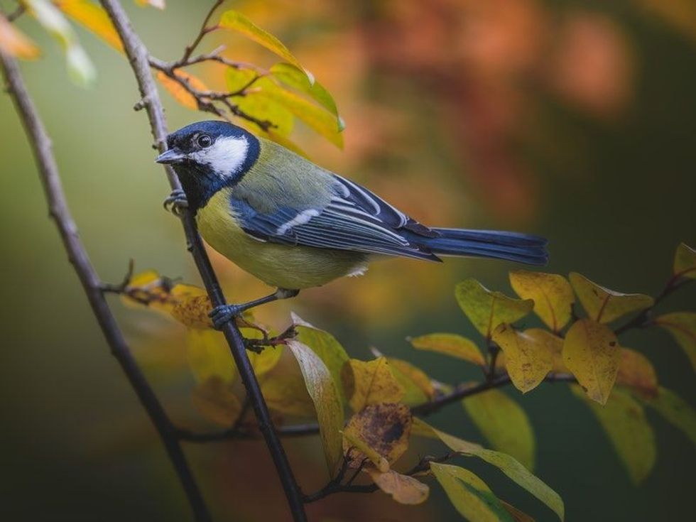 Fun Fan-tailed Warbler Facts For Kids | Kidadl