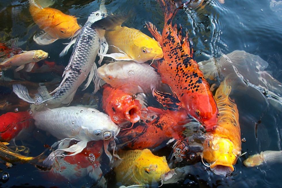 Fancy carp or Koi fish swimming at pond in the garden.