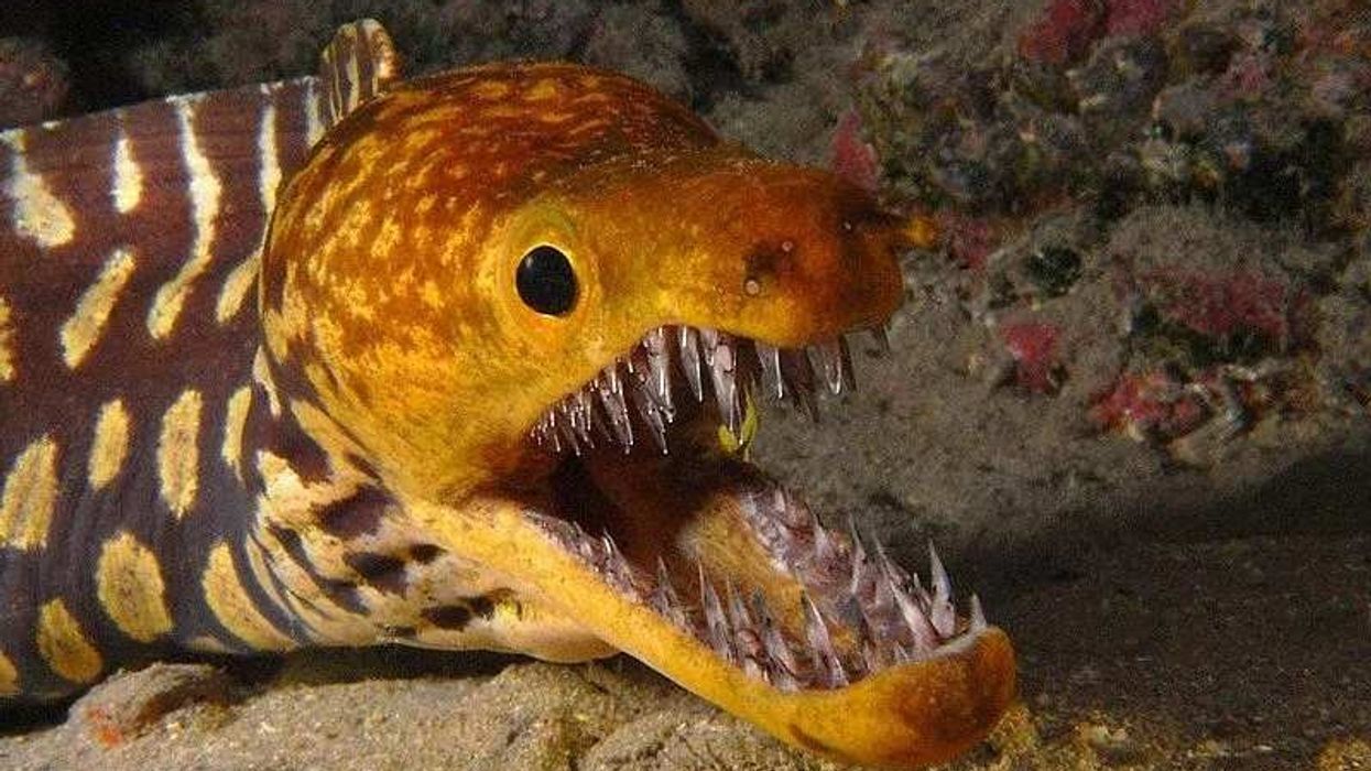 Fangtooth moray eel facts are enjoyed by kids.