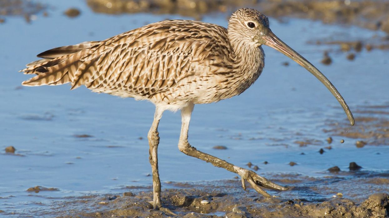 Far Eastern curlew facts talk about how the bird spends the winter in coastal Australia.