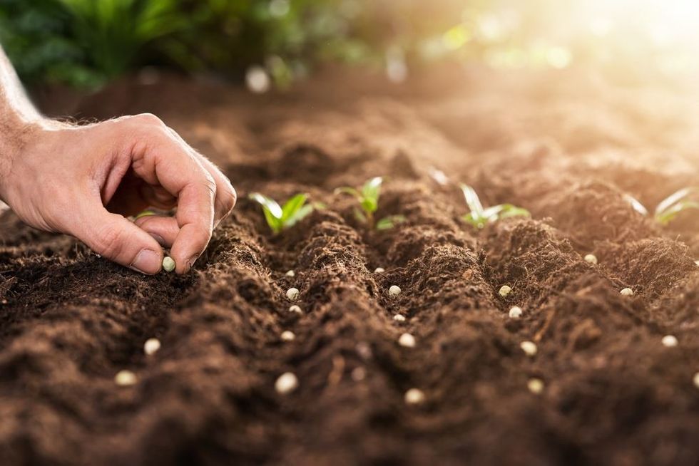 Farmer's Hand Planting Seeds In Soil In Rows