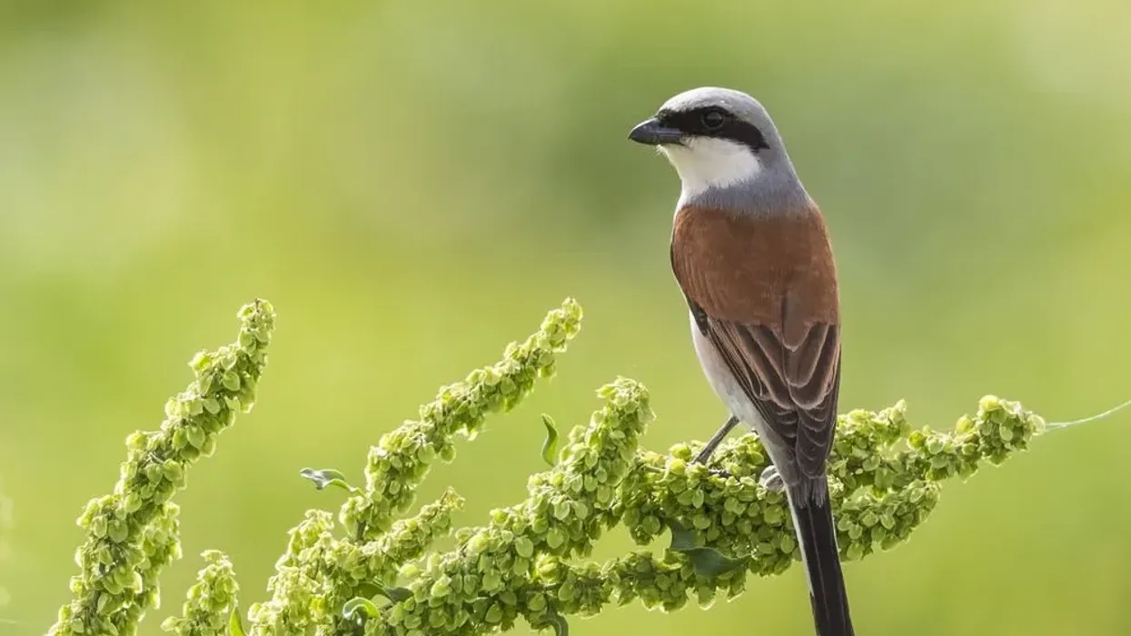 Fascinate yourself with these interesting red-backed shrike facts.