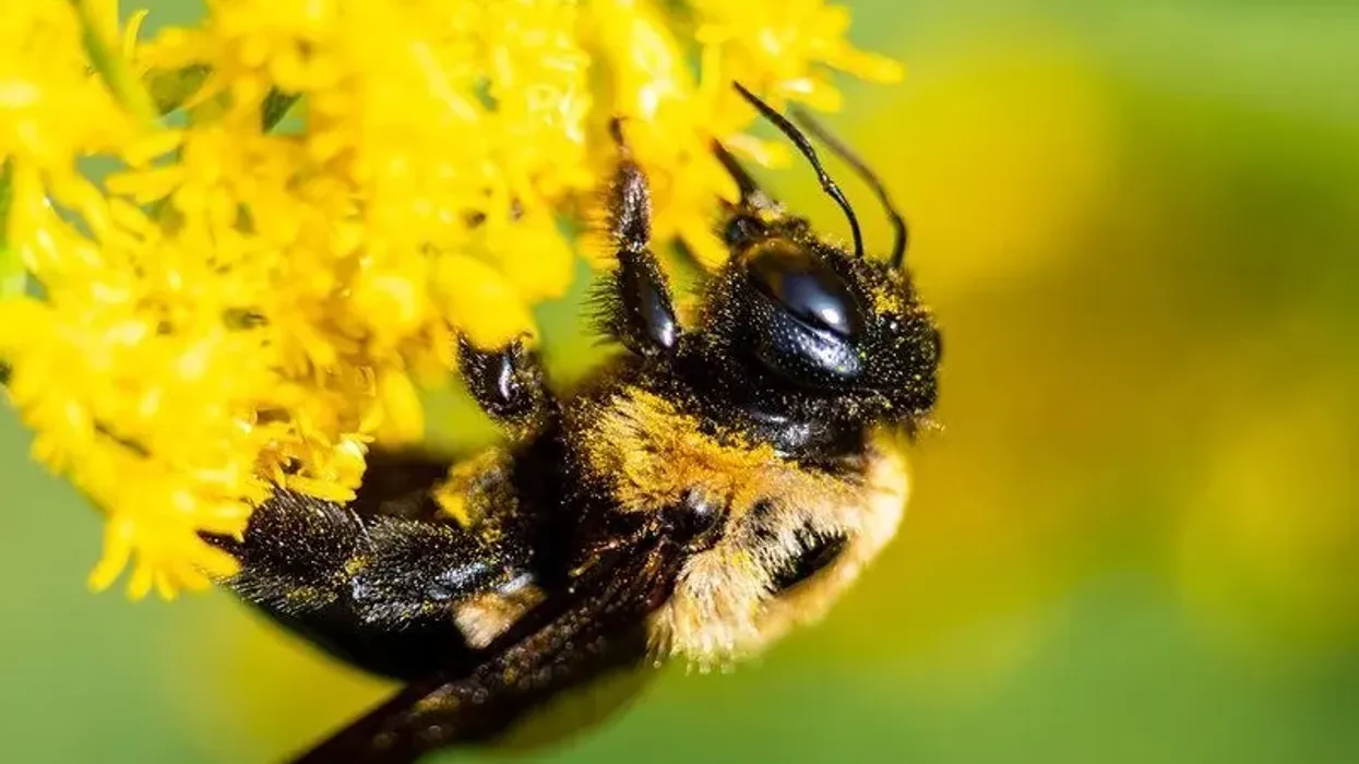 Fascinated by bumble bees? Discover these cool common eastern bumble bee facts here at Kidadl.