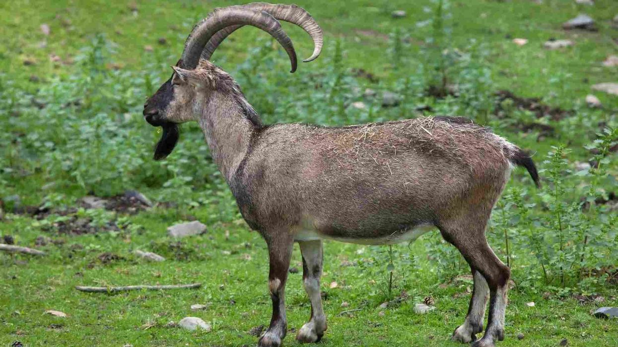 Fascinating bezoar ibex facts tell us why people hunt these wild goat species.