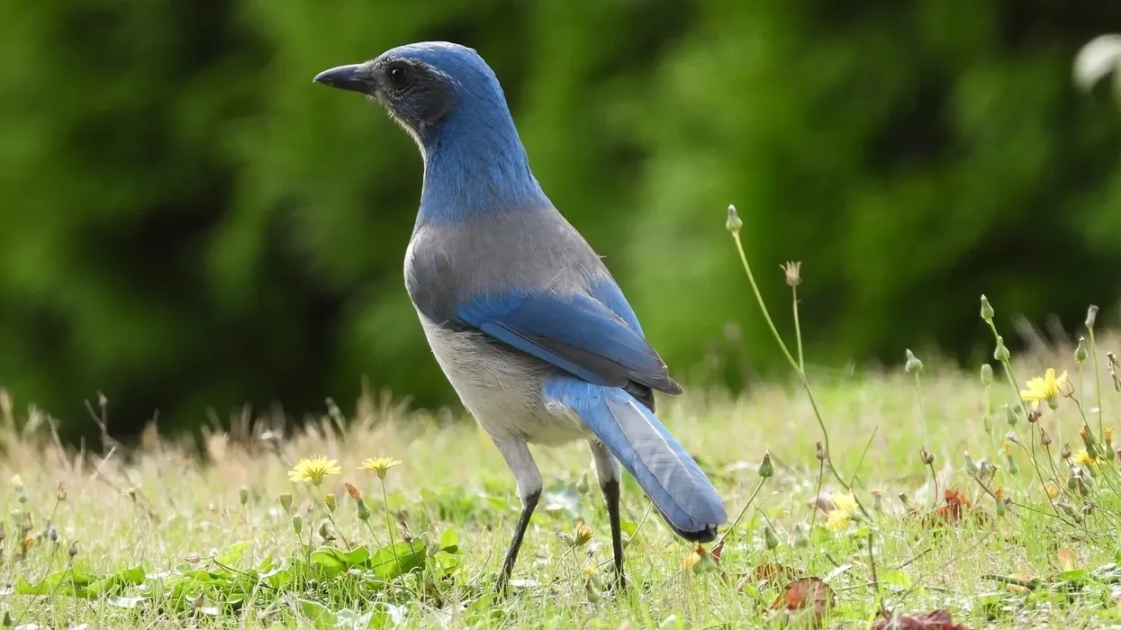 Fascinating California scrub-jay facts about one of the most intelligent and vibrant species of birds.