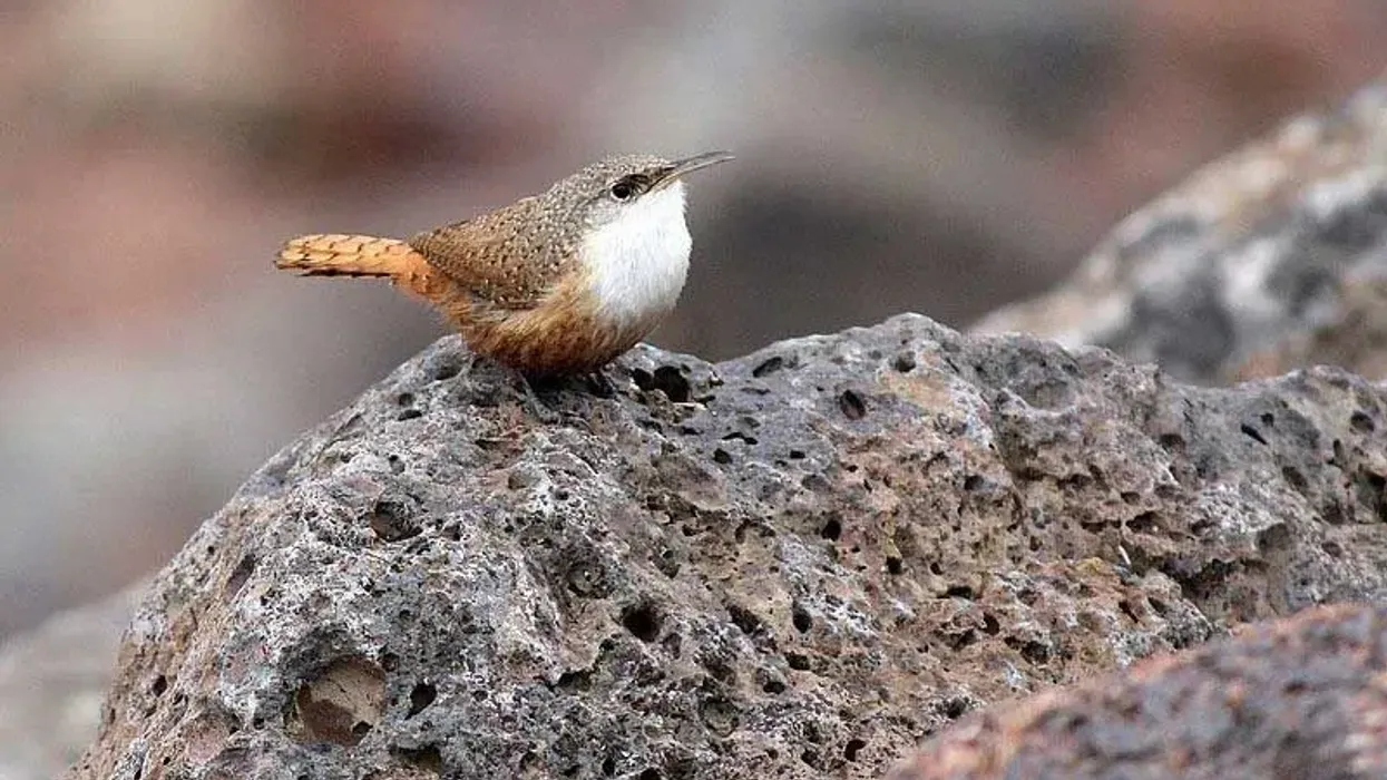 Fascinating canyon wren facts are for everyone.