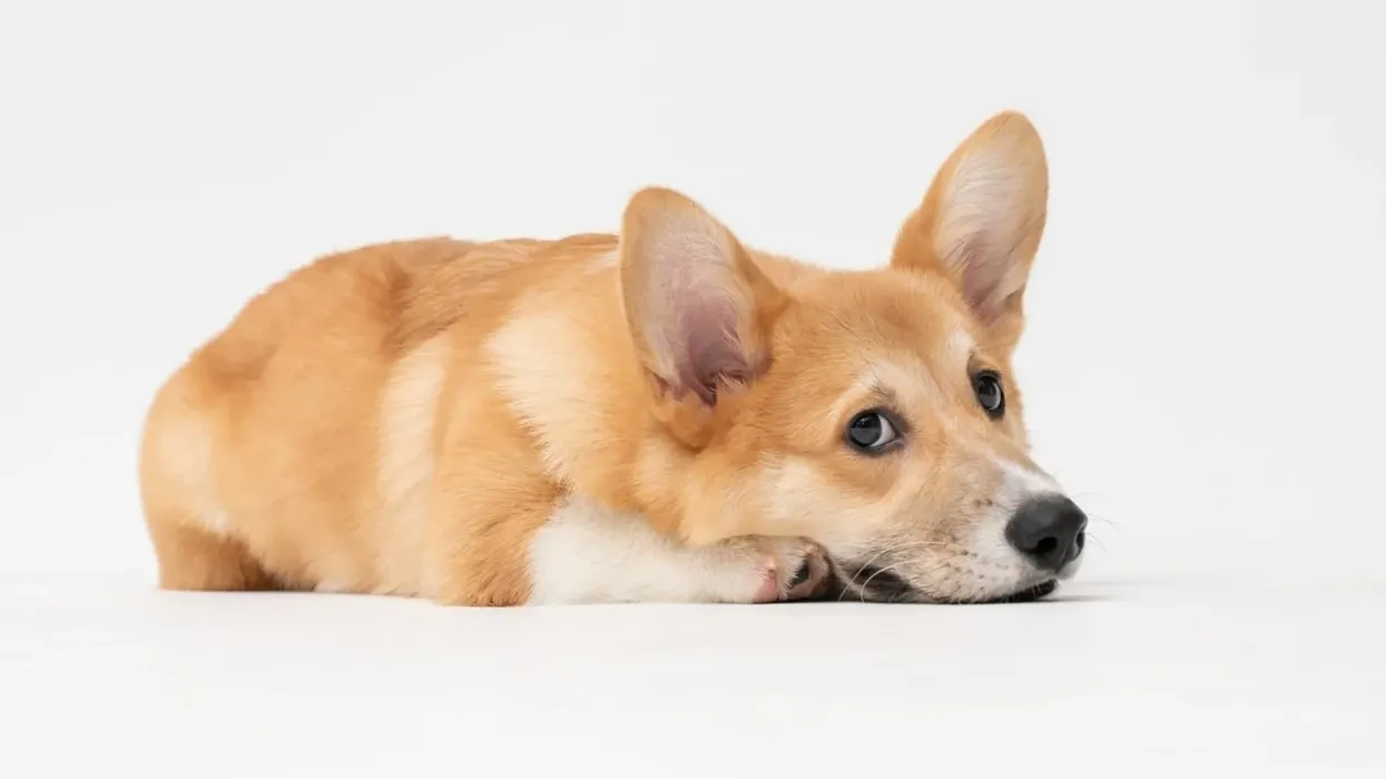 Fascinating Corgidor facts that make them the loveliest pets.