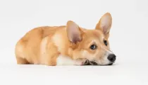 Fascinating Corgidor facts that make them the loveliest pets.