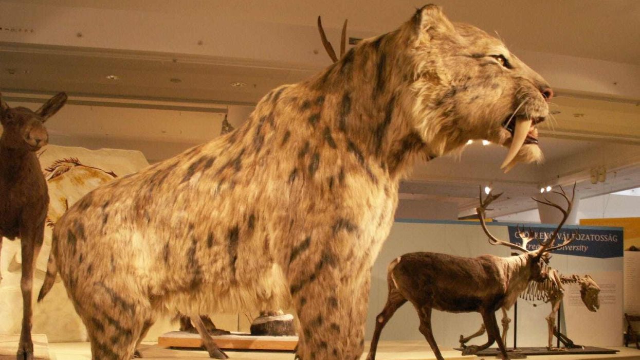 Fascinating facts about the Saber-toothed Tiger.
