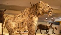 Fascinating facts about the Saber-toothed Tiger.
