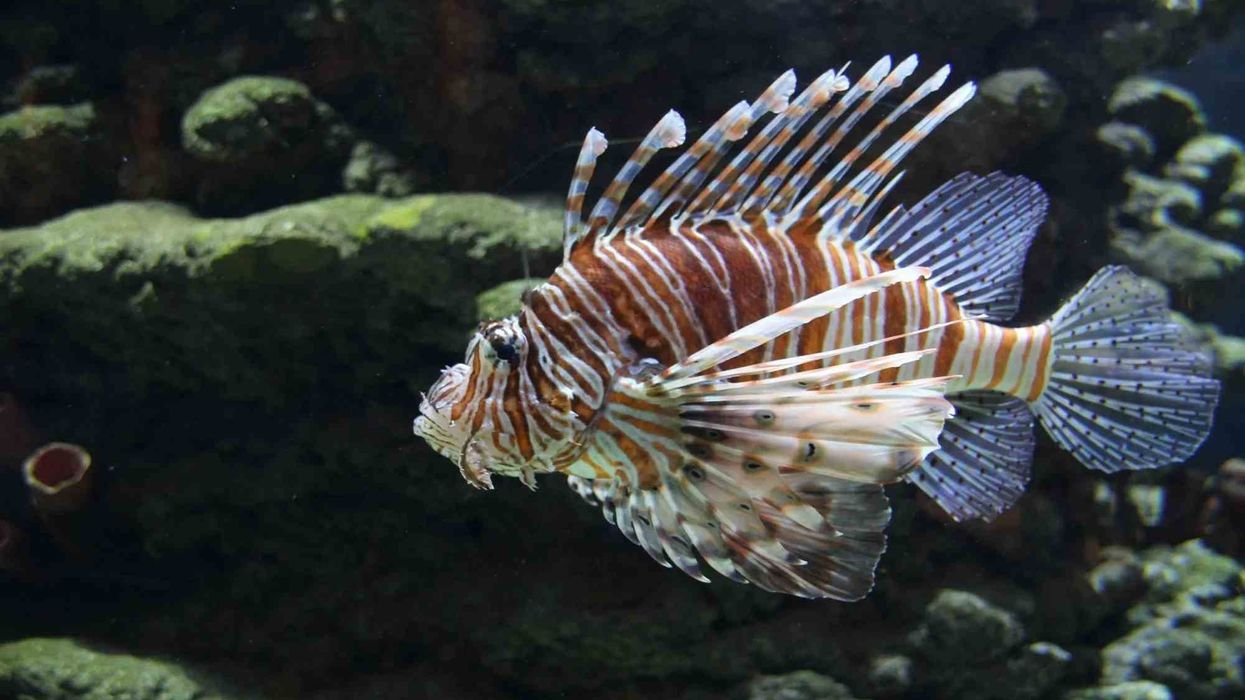 Fascinating facts about the Scorpion fish.