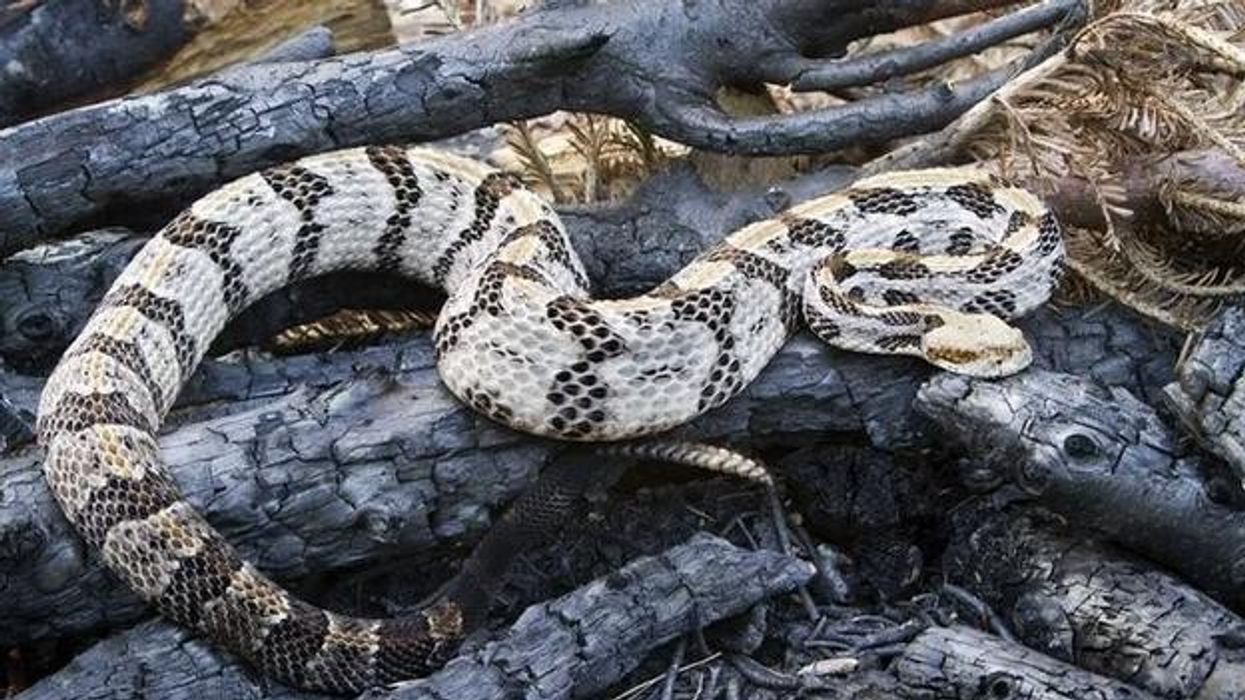 Fascinating facts about timber rattlesnakes for kids.