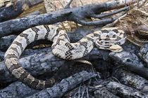 Fascinating facts about timber rattlesnakes for kids.