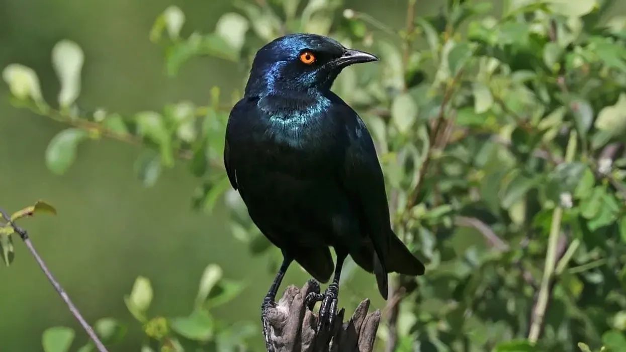 Fascinating greater blue-eared starling facts to know more about this incredible species