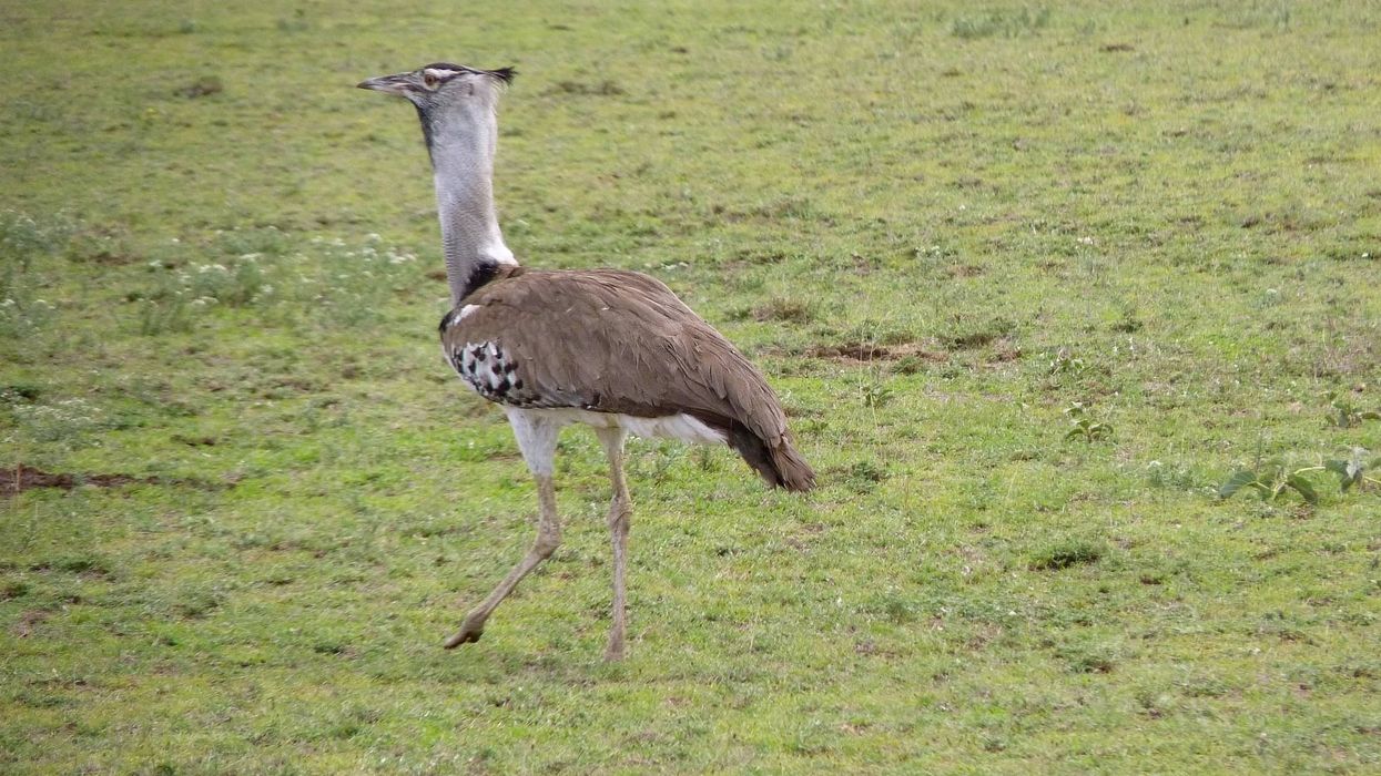 Fascinating kori bustard facts to know more about this magnificent species.