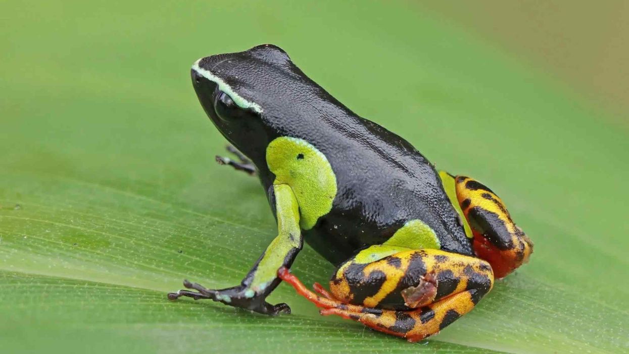 fascinating painted mantella facts to get you interested in the amphibian world!