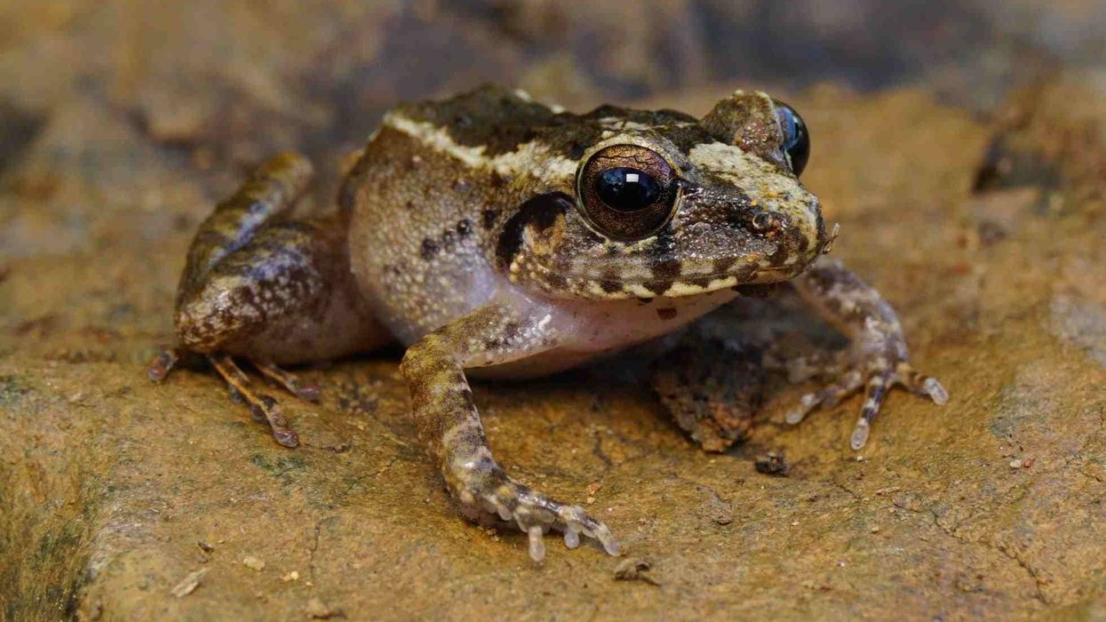 fascinating Philippine frog facts for amphibian lovers