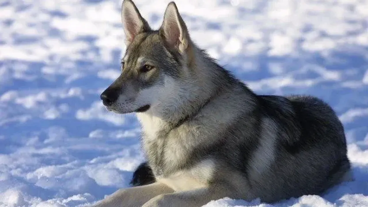 Fascinating Tamaskan facts make it an endearing dog breed