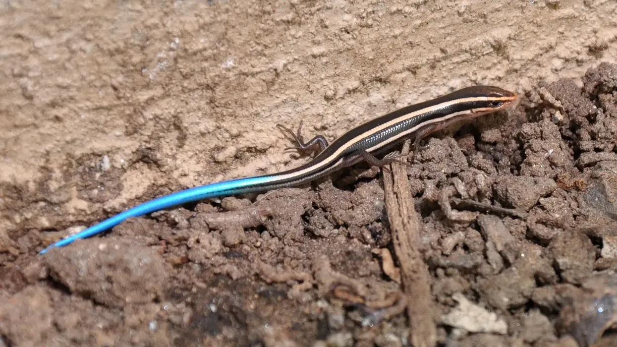 Fascinating western skink facts to enrich your knowledge about this species.
