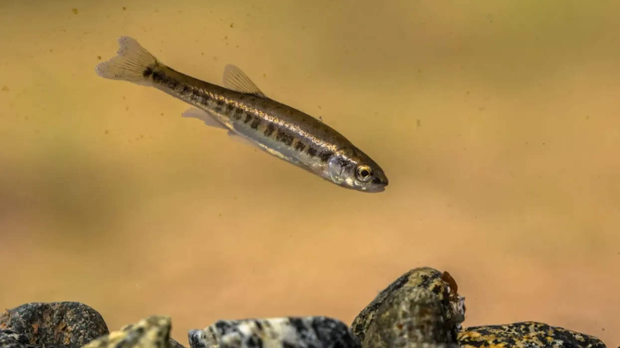 Fathead minnow facts about the spawning fish species.