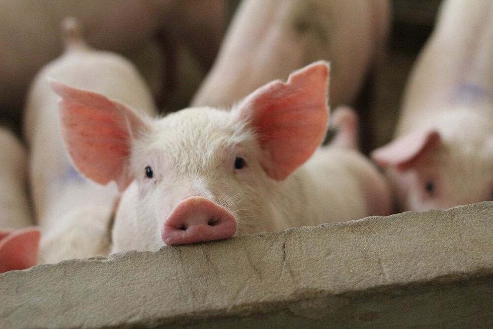 Fattening pigs on a large commercial breeding pig are looking at the cameras in pig farm