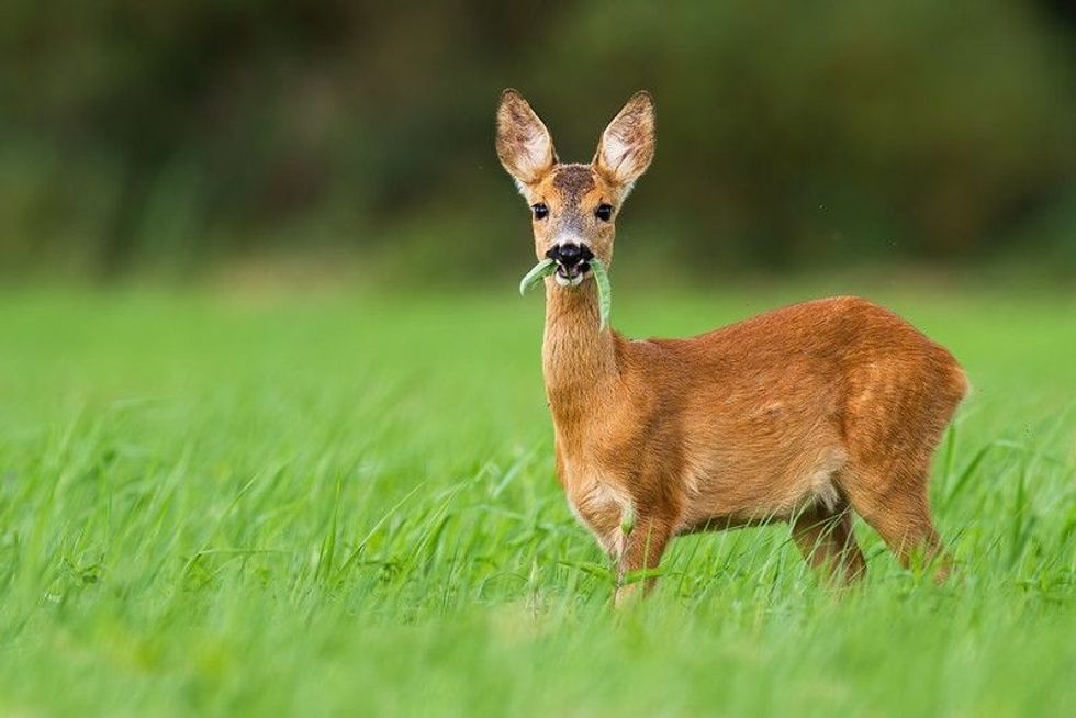 Fawn grazing on green summer meadow with leafs