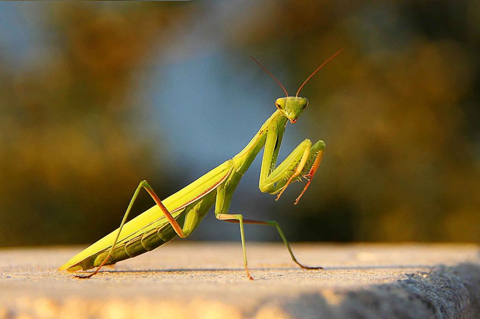 Female European Mantis or Praying Mantis