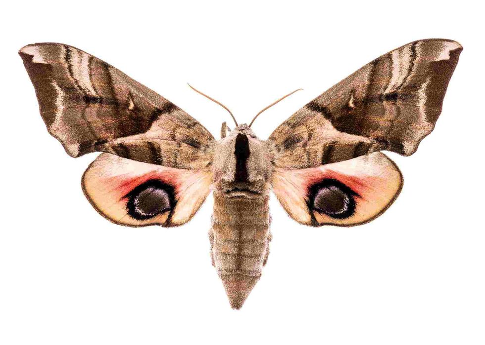 Female eyed hawk moth