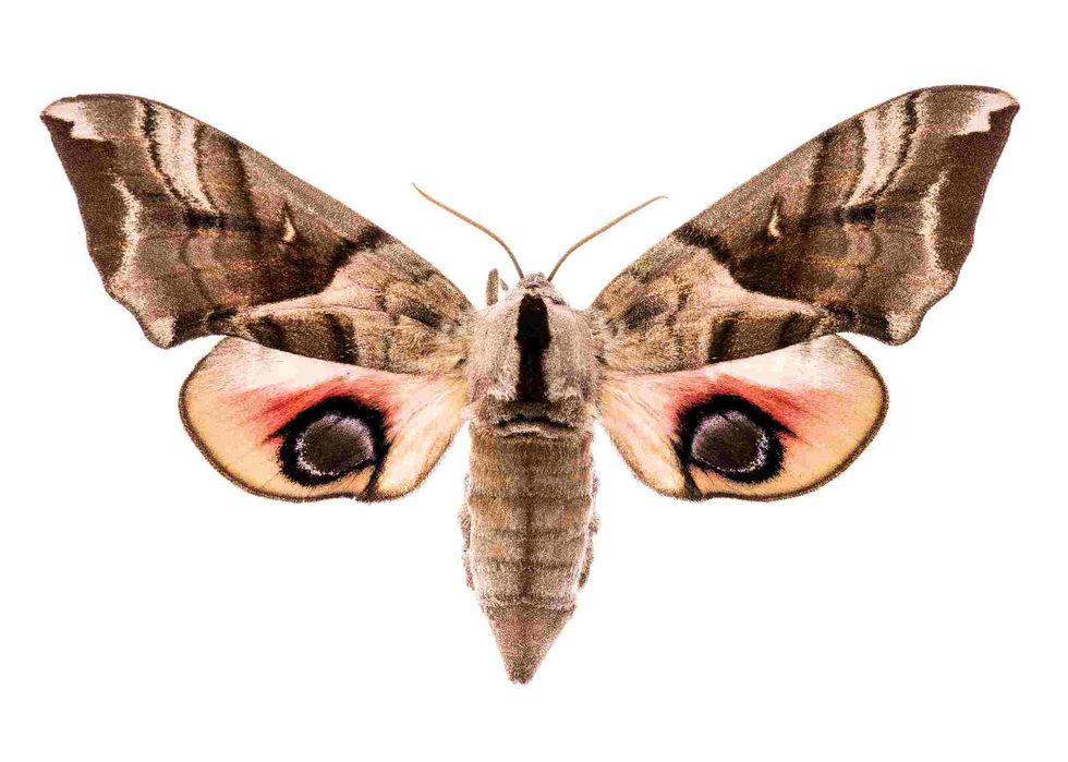 Female eyed hawk moth