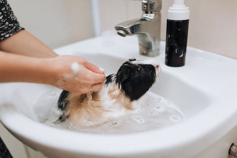  Female hands giving bath to guinea pig that sits in a sink with water