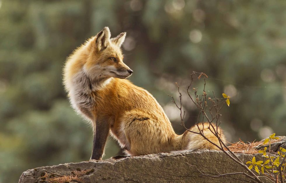 Female red fox in the morning light.