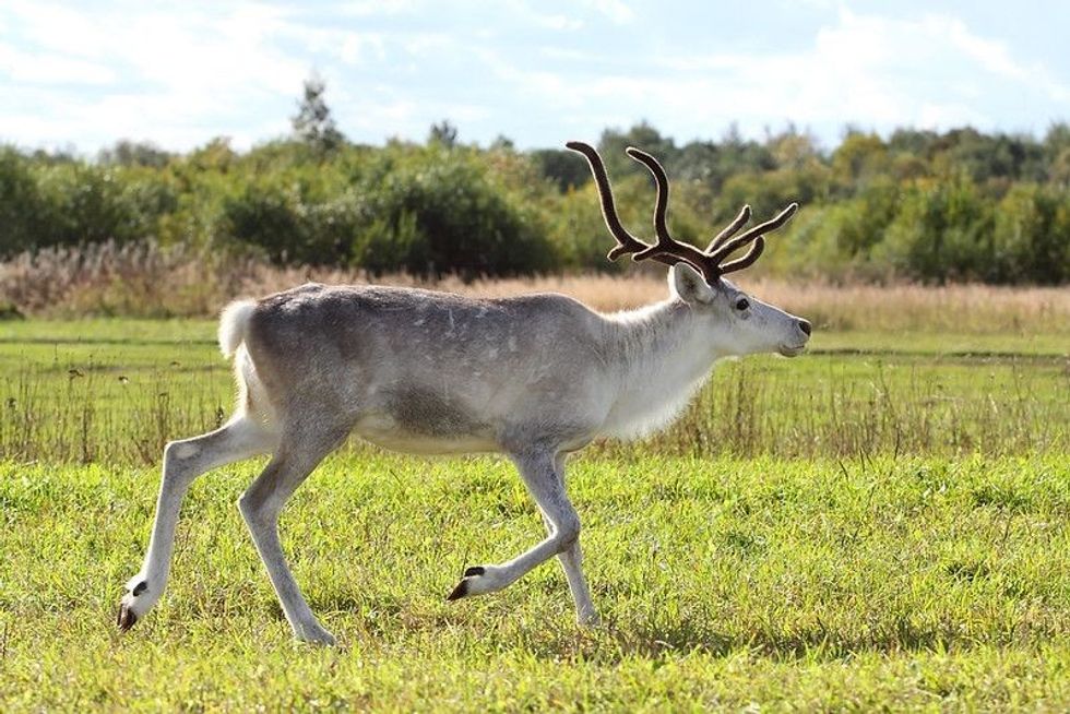 Female reindeer walking on grass