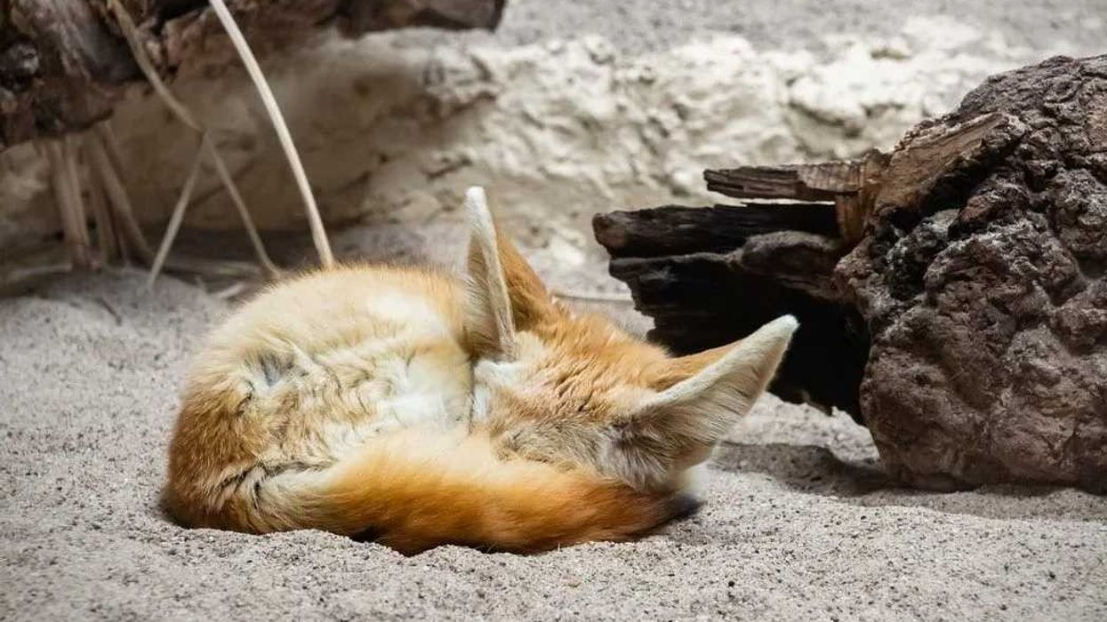 Fennec fox facts on the desert fox species.