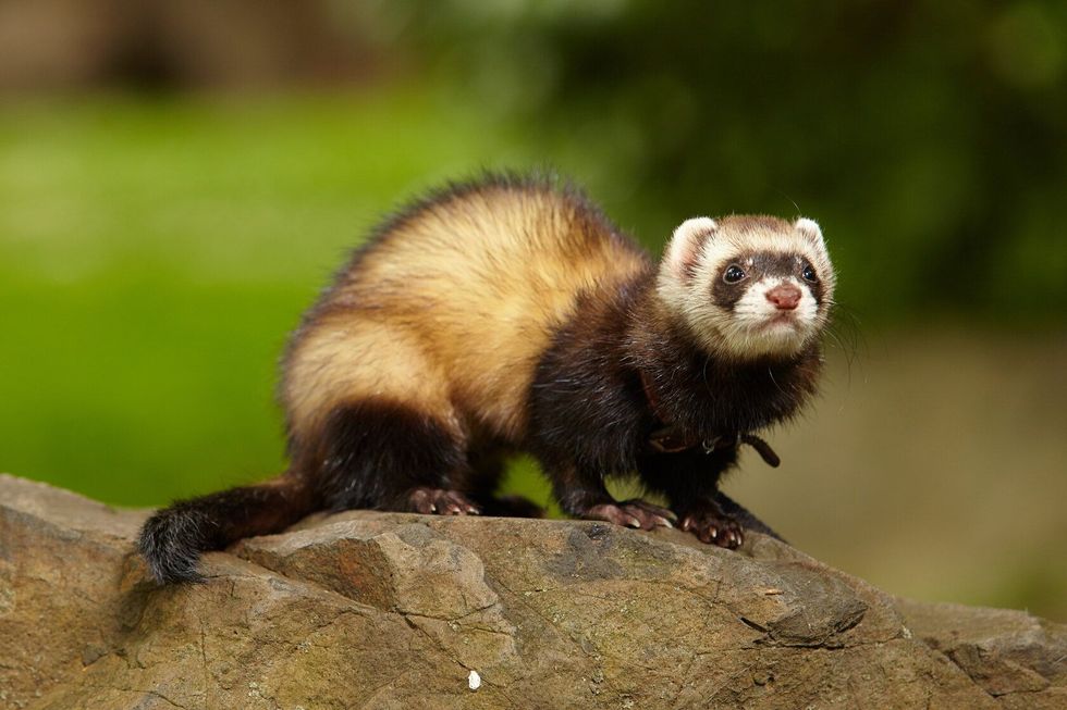 Ferret enjoys walking and game in summer city park.